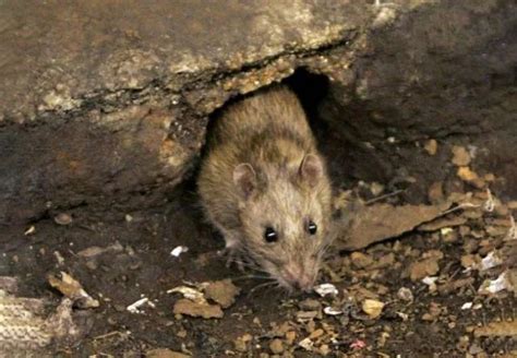 日本英文名 老鼠洞怎麼找